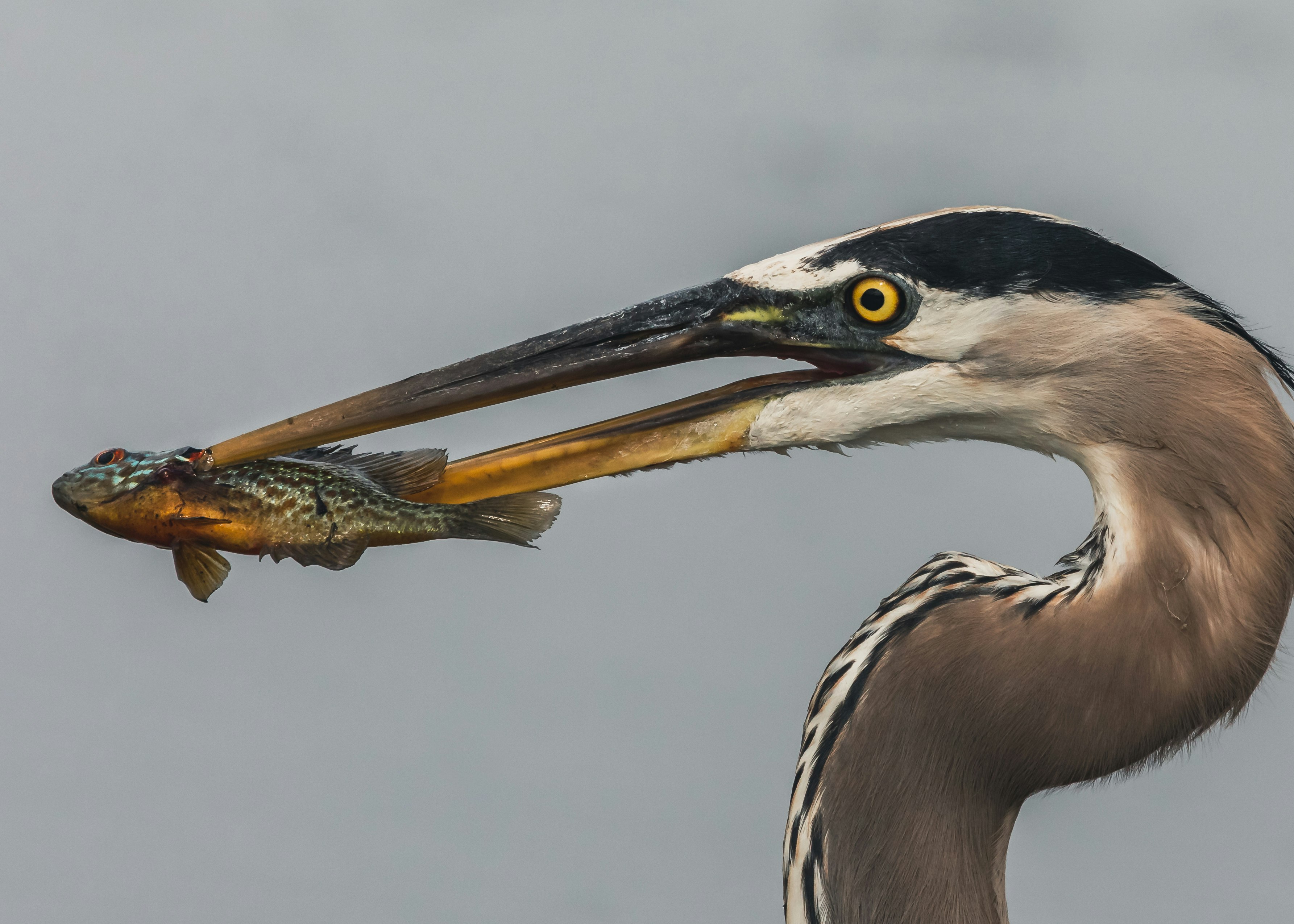 brown and black bird eating fish